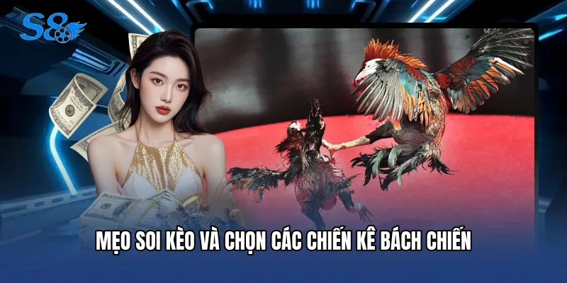 Đá Gà S8 Mẹo soi kèo và chọn các chiến kê bách chiến