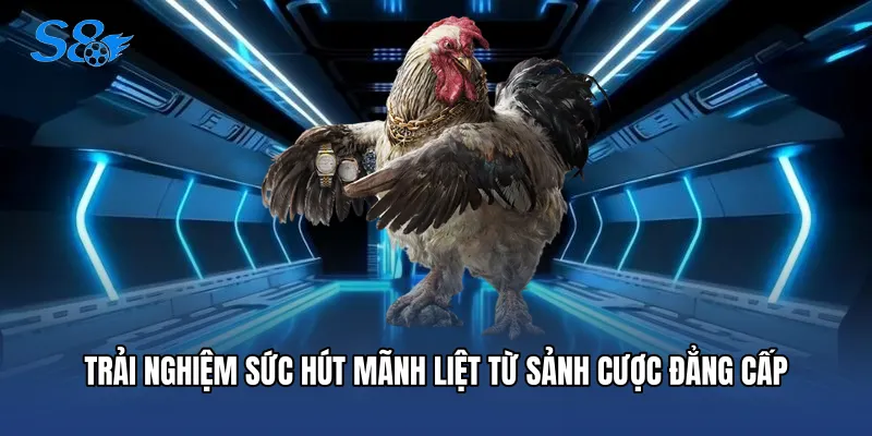 Đá Gà S8 Trải nghiệm sức hút mãnh liệt từ sảnh cược đẳng cấp